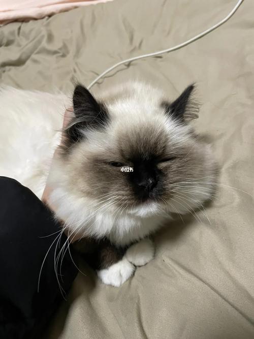 布偶猫不满会记仇?躲藏搞破坏?(布偶猫记仇吗) 布偶猫不满会记仇?躲藏搞破坏?(布偶猫记仇吗)