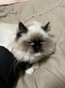 布偶猫不满会记仇？躲藏搞破坏？（布偶猫记仇吗）