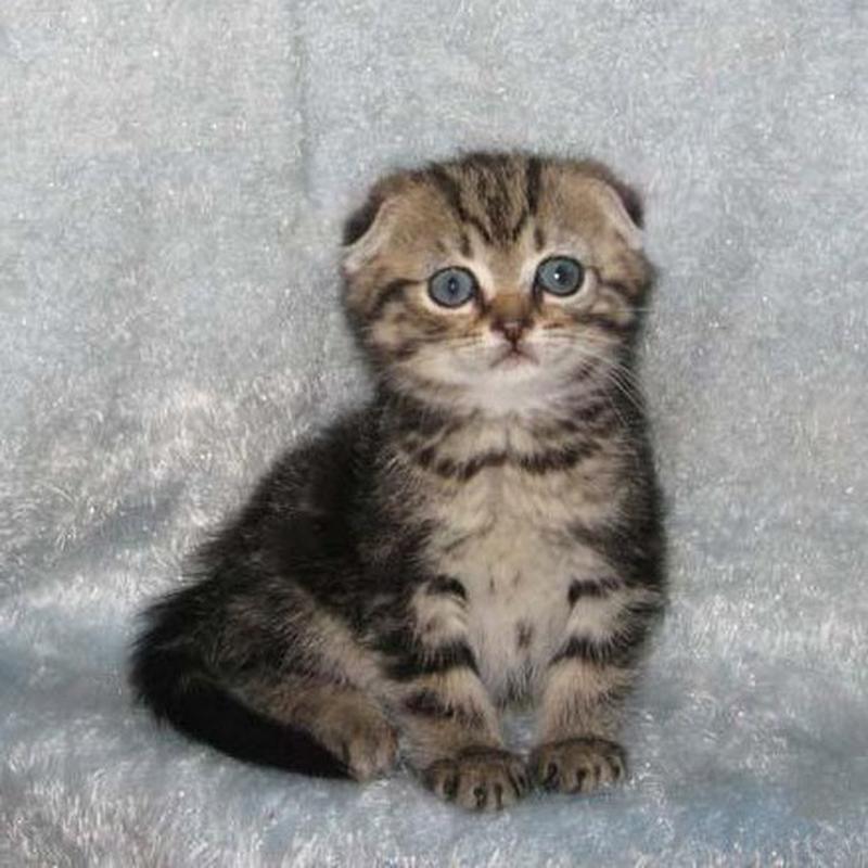 喜爱折耳猫？健康别忽视！（正宗折耳猫图片）