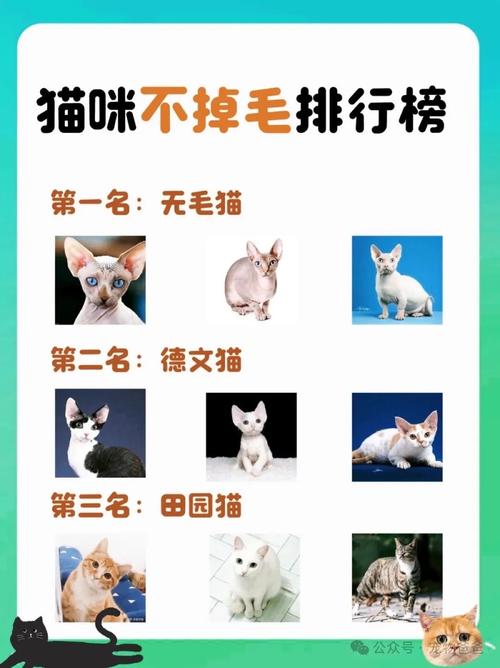 猫咪剃毛不掉毛?别剃!找原因科学护理掉毛少(猫的毛剪短一点就不怎么掉毛) 猫咪剃毛不掉毛?别剃!找原因科学护理掉毛少(猫的毛剪短一点就不怎么掉毛)
