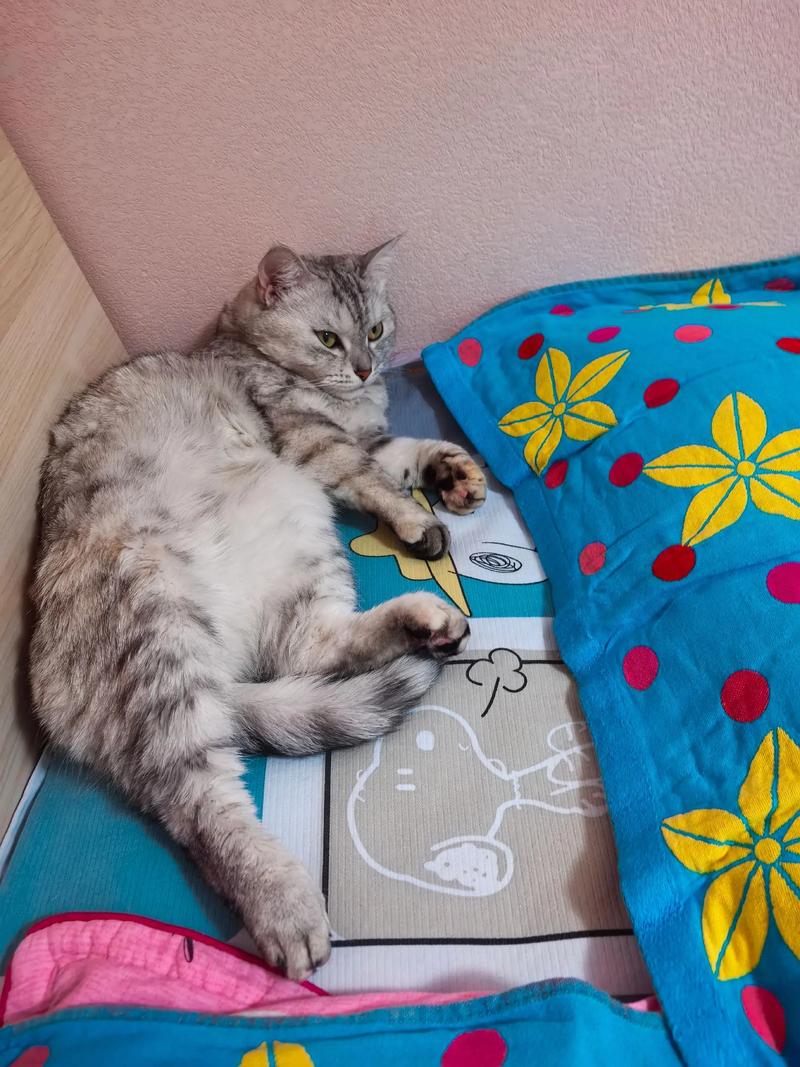 剃完猫毛不洗澡?温和护理皮肤更重要(猫剃完毛后要洗澡吗) 剃完猫毛不洗澡?温和护理皮肤更重要(猫剃完毛后要洗澡吗)