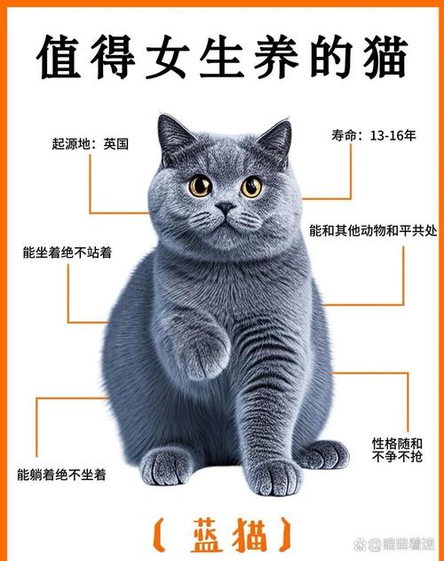 英短猫价格2000元至上万元,性格温顺易胖需细心照料(英短猫多少钱一只) 英短猫价格2000元至上万元,性格温顺易胖需细心照料(英短猫多少钱一只)