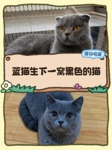 颜值性格难预测，养猫需细心（串串折耳猫和蓝猫生的崽好吗）