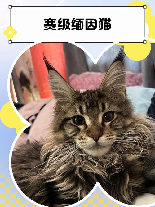 雪球猫的奢华生活(五年了富婆太太娇贵的赛级猫) 雪球猫的奢华生活(五年了富婆太太娇贵的赛级猫)