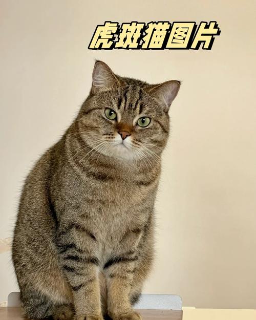 不止美短有,长毛是基因返祖(虎斑猫的图片) 不止美短有,长毛是基因返祖(虎斑猫的图片)