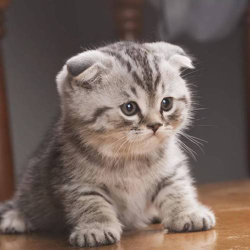 折耳猫健康重要,颜色次要(折耳猫什么颜色最贵) 折耳猫健康重要,颜色次要(折耳猫什么颜色最贵)