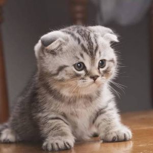 折耳猫健康重要，颜色次要（折耳猫什么颜色最贵）