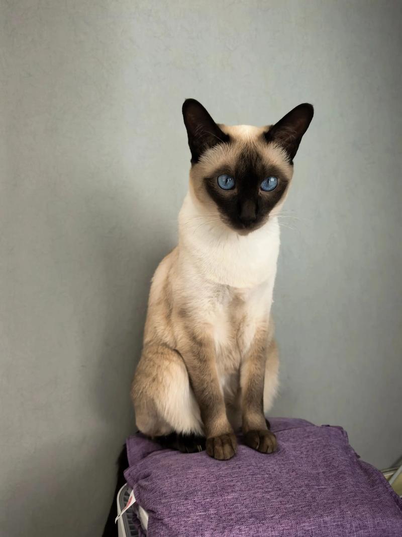 优雅活泼暹罗猫,亲人聪明好伴侣(暹罗猫短毛猫图片) 优雅活泼暹罗猫,亲人聪明好伴侣(暹罗猫短毛猫图片)