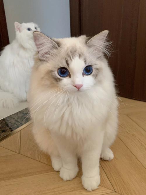 布偶猫打架?原因多,从小养绝育帮减少(两只布偶猫会打架吗) 布偶猫打架?原因多,从小养绝育帮减少(两只布偶猫会打架吗)