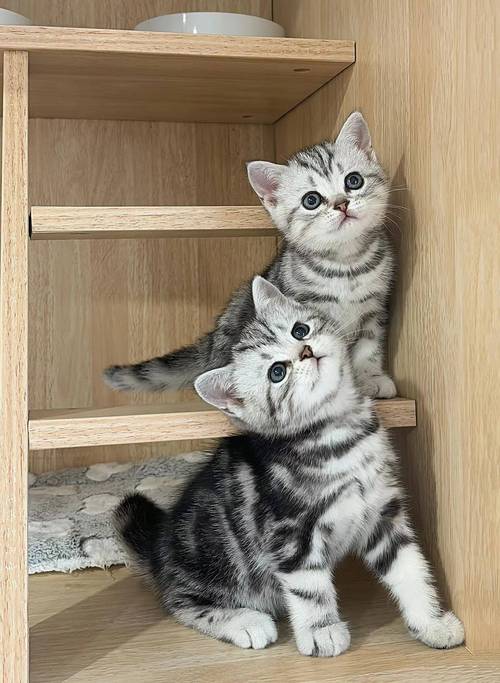 猫咪掉毛多怎么办?(掉毛的短毛猫品种) 猫咪掉毛多怎么办?(掉毛的短毛猫品种)