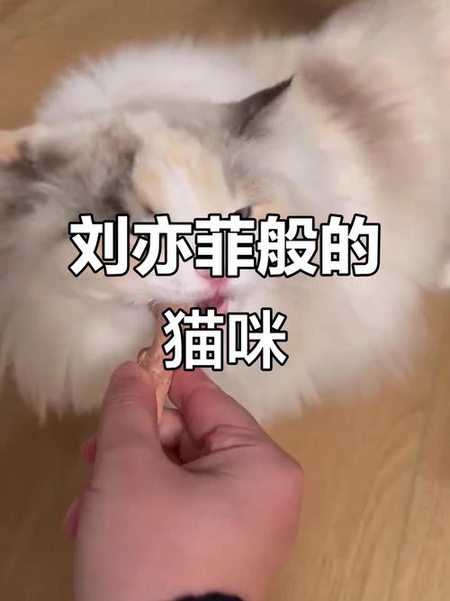 三花布偶猫择偶难?偏爱健壮狸花猫!(三花布偶猫) 三花布偶猫择偶难?偏爱健壮狸花猫!(三花布偶猫)