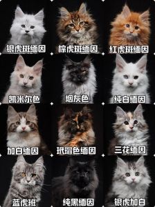缅因猫与布偶猫价格差异解析（缅因猫和布偶猫哪个贵）