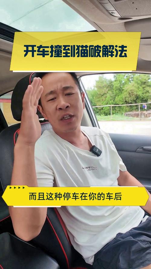 夜间撞猫别乱动,联系救助要文明(夜间开车撞到猫最忌三种东西) 夜间撞猫别乱动,联系救助要文明(夜间开车撞到猫最忌三种东西)