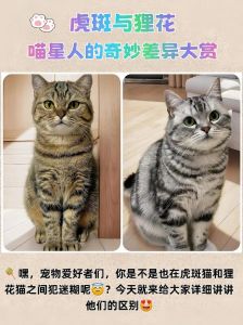 独一无二的小艺术品（狸花猫和虎斑杂交图片）