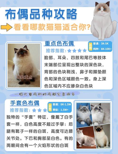 蛋黄卵磷脂助布偶猫美毛,每周一两次,均衡饮食更健康(布偶猫可以卵磷脂和蛋黄一起喂吗) 蛋黄卵磷脂助布偶猫美毛,每周一两次,均衡饮食更健康(布偶猫可以卵磷脂和蛋黄一起喂吗)