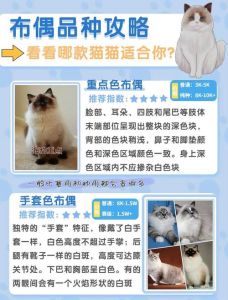 蛋黄卵磷脂助布偶猫美毛，每周一两次，均衡饮食更健康（布偶猫可以卵磷脂和蛋黄一起喂吗）