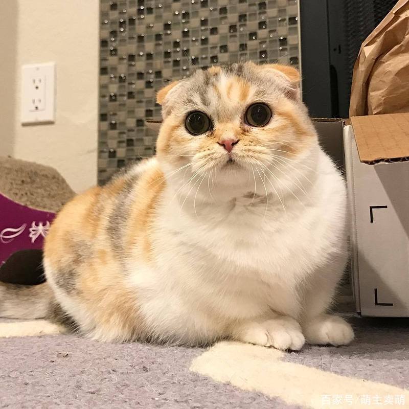 三花猫生出折耳猫遗传(三花猫生折耳猫) 三花猫生出折耳猫遗传(三花猫生折耳猫)