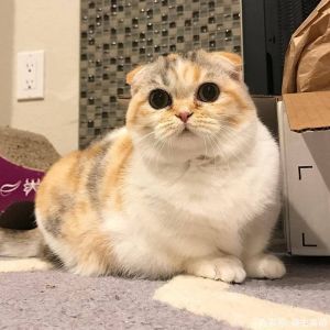 三花猫生出折耳猫遗传（三花猫生折耳猫）