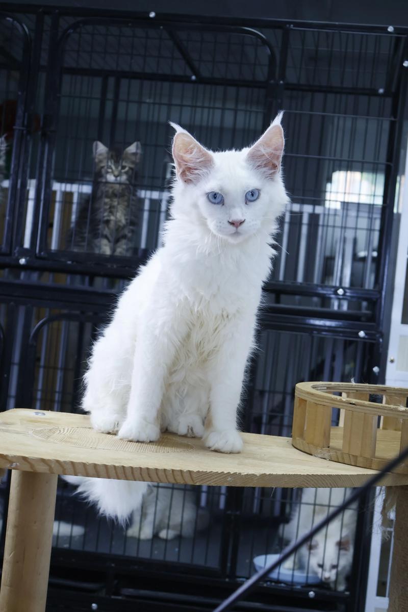 白色猫咪多,性格各异,娇嫩易晒伤,清洁体检很重要(白色的猫有什么品种) 白色猫咪多,性格各异,娇嫩易晒伤,清洁体检很重要(白色的猫有什么品种)