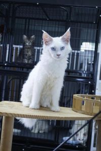 白色猫咪多，性格各异，娇嫩易晒伤，清洁体检很重要（白色的猫有什么品种）