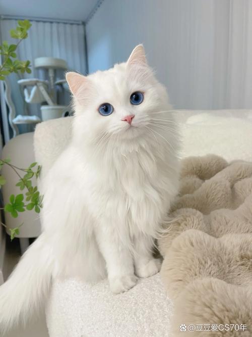 猫咪灵动瞬间,街头巷尾的温情捕捉(猫的照片真实图片) 猫咪灵动瞬间,街头巷尾的温情捕捉(猫的照片真实图片)
