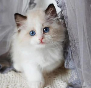 布偶猫虽便宜，养着成本高不易当！（3000的布偶猫）