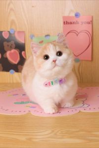活泼好奇好伙伴（矮脚短毛猫是什么品种）