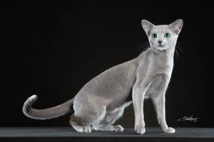 优雅天使，温顺亲人（俄罗斯蓝猫图片）