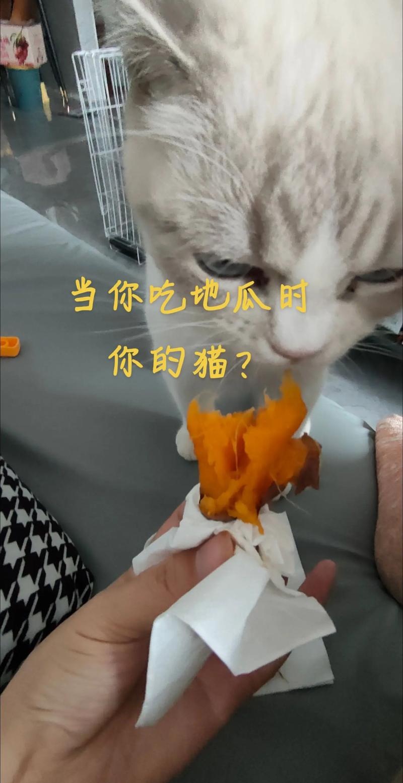 蒸红薯养猫肠胃,别过量,需平衡饮食(猫吃番薯的优点与缺点) 蒸红薯养猫肠胃,别过量,需平衡饮食(猫吃番薯的优点与缺点)