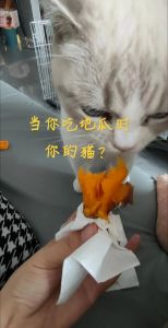蒸红薯养猫肠胃，别过量，需平衡饮食（猫吃番薯的优点与缺点）