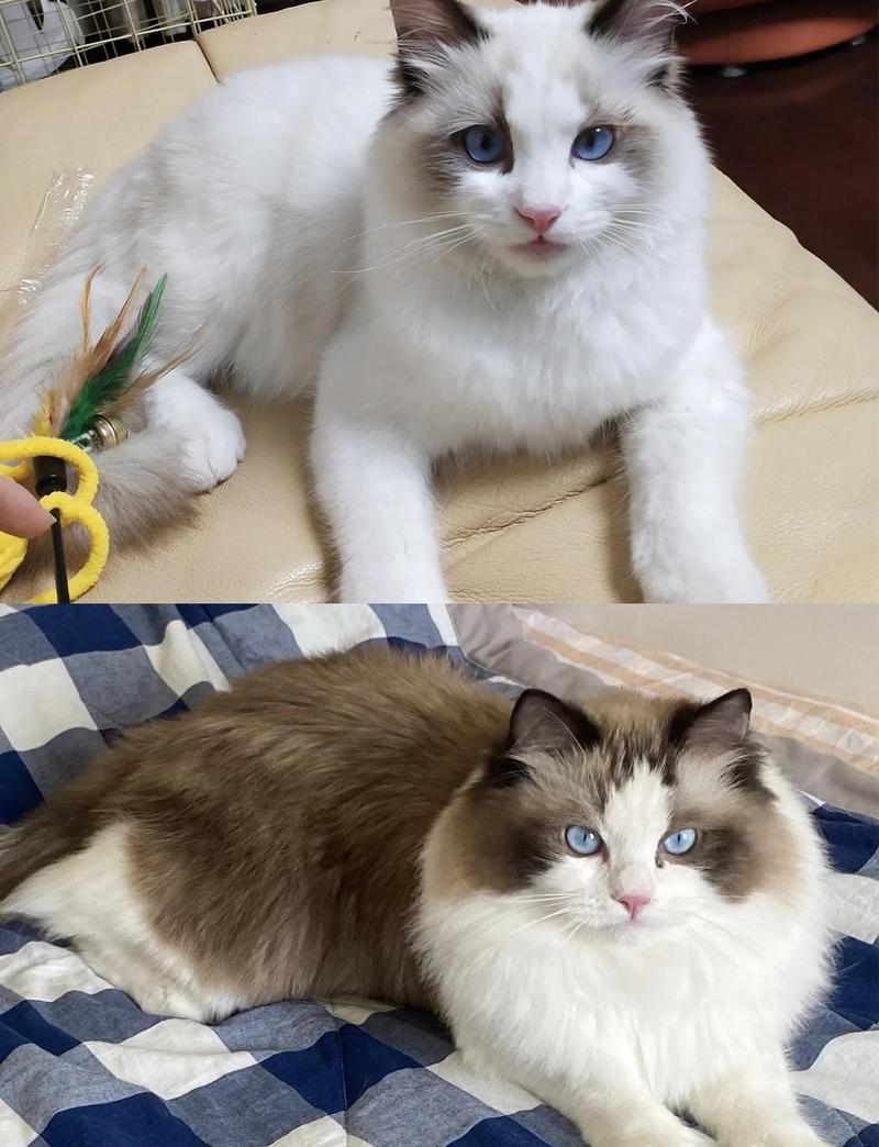 赛级布偶猫喂什么？高品质食材是关键！（五年了富太太圈那些娇贵的赛级布偶猫）
