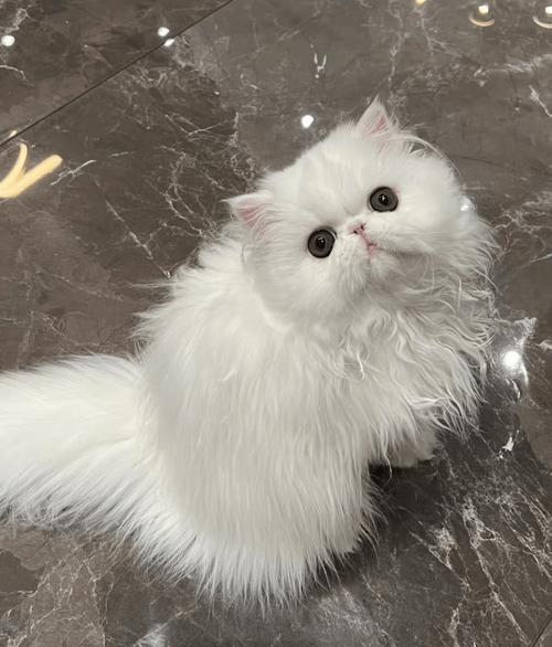 翡翠波斯猫饮食护理要点(翡翠波斯猫最忌讳三个东西) 翡翠波斯猫饮食护理要点(翡翠波斯猫最忌讳三个东西)