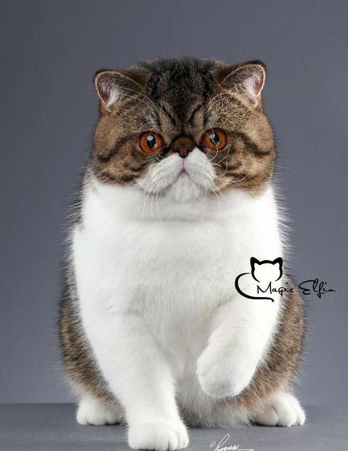 波斯猫加菲猫哪个好?选猫看性格和价格(波斯猫和加菲猫的区别图片) 波斯猫加菲猫哪个好?选猫看性格和价格(波斯猫和加菲猫的区别图片)
