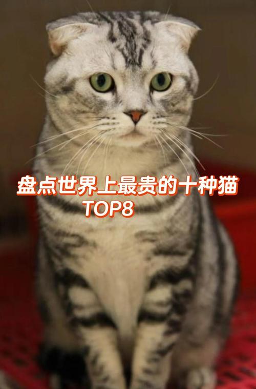 折耳猫可爱却易病,养它需谨慎(我国折耳猫是哪年火的) 折耳猫可爱却易病,养它需谨慎(我国折耳猫是哪年火的)