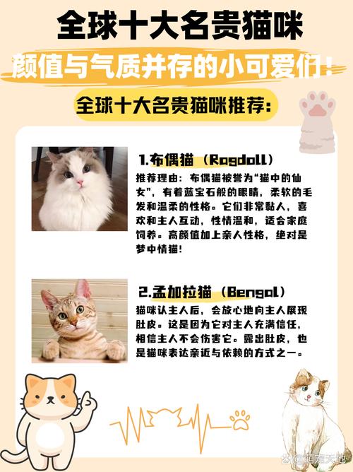 性格各异，价格不一，饲养需用心（名贵猫排名前十名）