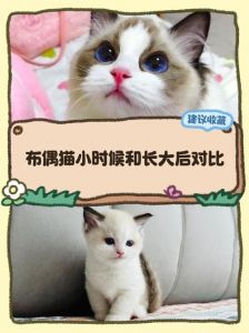 布偶猫品相眼神脸型毛色判断（极品布偶猫和普通布偶猫的区别）