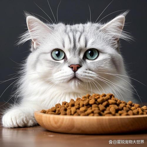 适合家庭但需细心照顾(正宗波斯猫图片) 适合家庭但需细心照顾(正宗波斯猫图片)