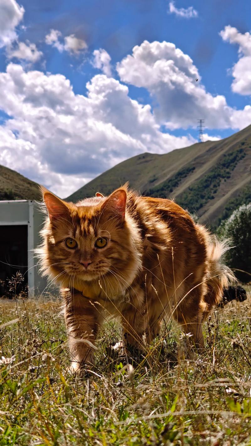 缅因虎斑猫高清图,优雅大气,适合装饰(缅因虎斑猫图片) 缅因虎斑猫高清图,优雅大气,适合装饰(缅因虎斑猫图片)