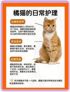短毛亲民，非品种分类（橘猫是短毛猫么）