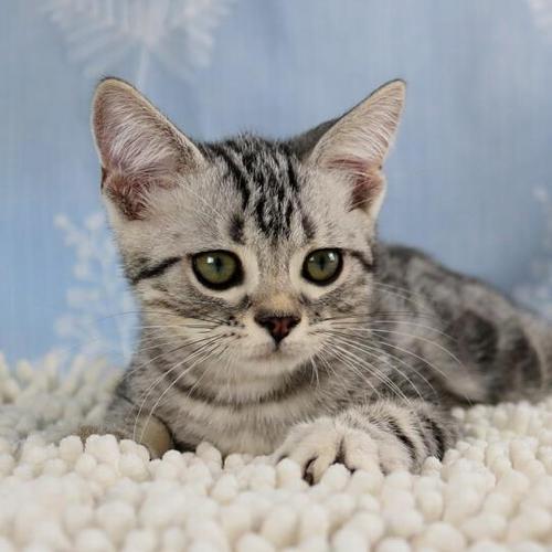 警惕!养虎斑折耳猫,关节痛易猝死还拆家(美短虎斑折耳猫为什么不能养) 警惕!养虎斑折耳猫,关节痛易猝死还拆家(美短虎斑折耳猫为什么不能养)