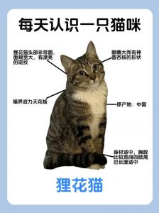 短毛猫也要化毛，定期清理防毛球（狸花猫是短毛猫也需要化毛吗）