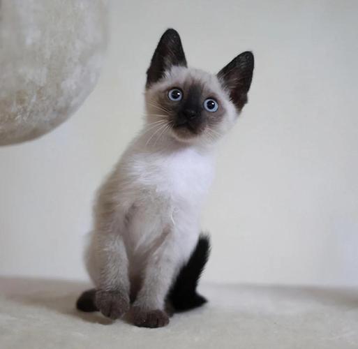优雅活泼暹罗猫,亲人聪明好伴侣(暹罗猫短毛猫图片) 优雅活泼暹罗猫,亲人聪明好伴侣(暹罗猫短毛猫图片)