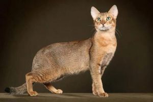 世界十大短毛猫品种及特点（世界十大短毛猫品种）