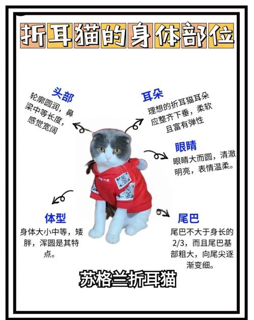 了解遗传病风险(折耳猫好还是立耳猫好) 了解遗传病风险(折耳猫好还是立耳猫好)