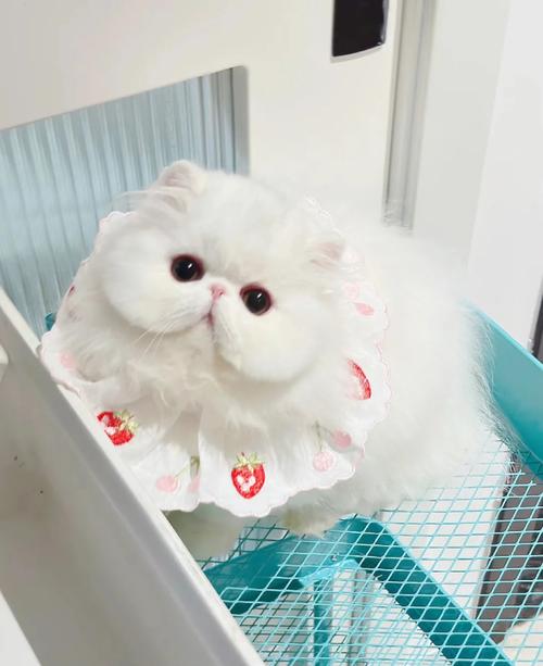高贵警惕显血统(波斯猫小时候照片) 高贵警惕显血统(波斯猫小时候照片)