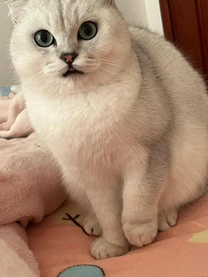 折耳猫可爱但患遗传病 疼痛高花费 选健康更负责任(折耳猫对人体有害吗) 折耳猫可爱但患遗传病 疼痛高花费 选健康更负责任(折耳猫对人体有害吗)