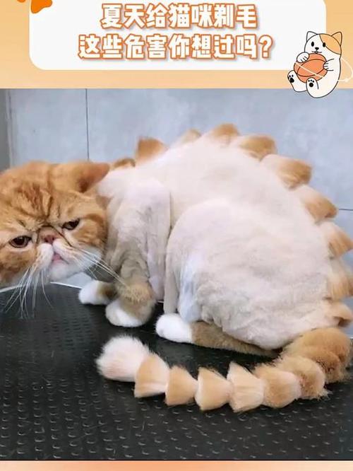 别给猫剃毛,会中暑晒伤,影响抓地力(小猫可以把毛剪短吗) 别给猫剃毛,会中暑晒伤,影响抓地力(小猫可以把毛剪短吗)