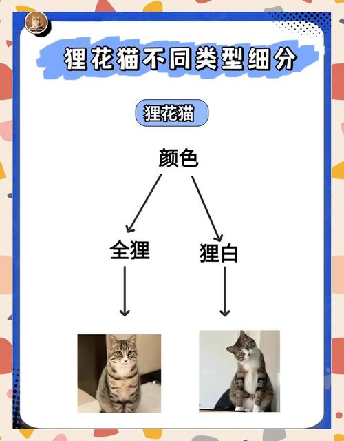 纯种狸花猫与普通狸花猫区别详解(纯种狸花猫和普通狸花猫的区别) 纯种狸花猫与普通狸花猫区别详解(纯种狸花猫和普通狸花猫的区别)