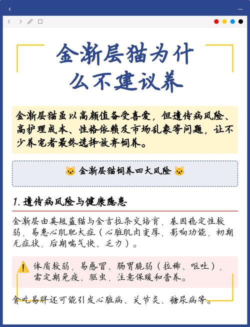 金渐层猫健康问题多,养它需谨慎!(金渐层猫为什么不建议养) 金渐层猫健康问题多,养它需谨慎!(金渐层猫为什么不建议养)