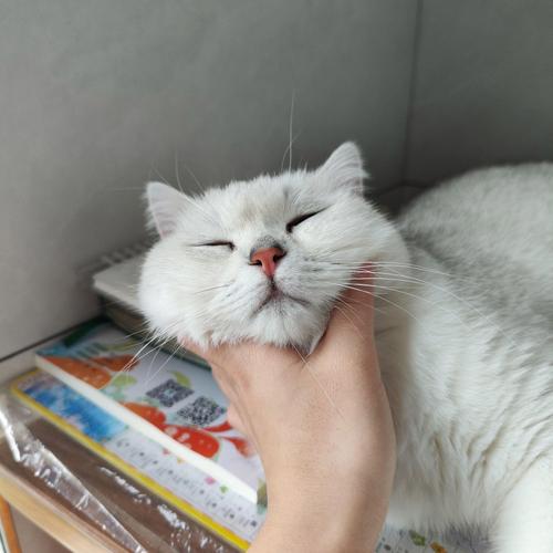 猫咪灵动瞬间,街头巷尾的温情捕捉(猫的照片真实图片) 猫咪灵动瞬间,街头巷尾的温情捕捉(猫的照片真实图片)